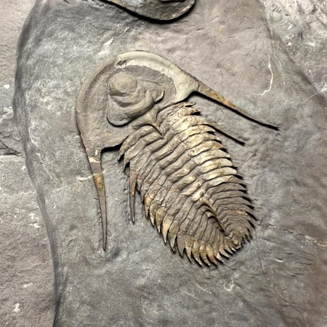 Rare Fallotaspis cf. bondoni Trilobite Fossil – Exceptional Specimen ✅