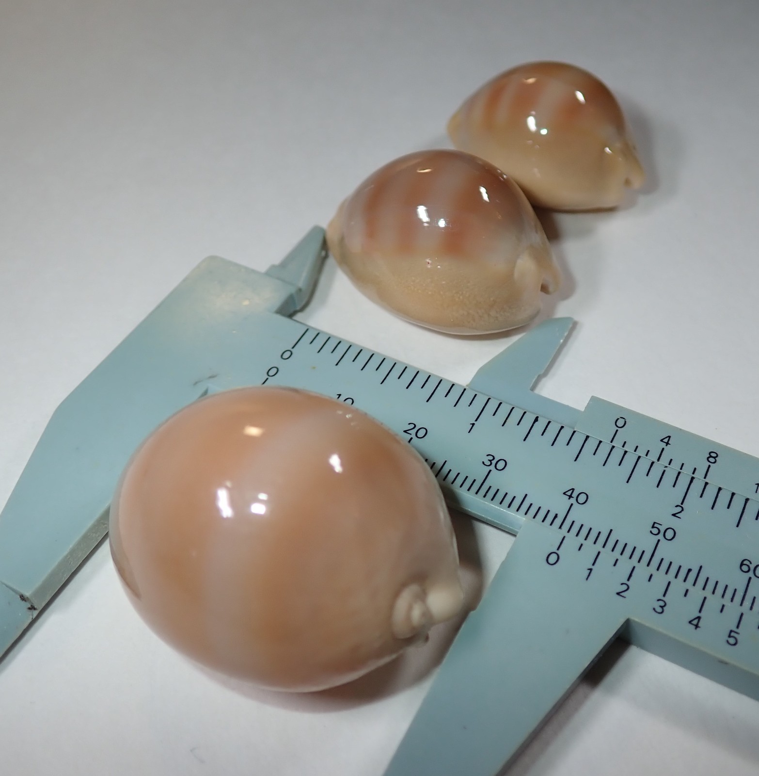 What a Price - Giant Cypraea Sulcidentata - 41 mm. plus two, all Gems. $189.00