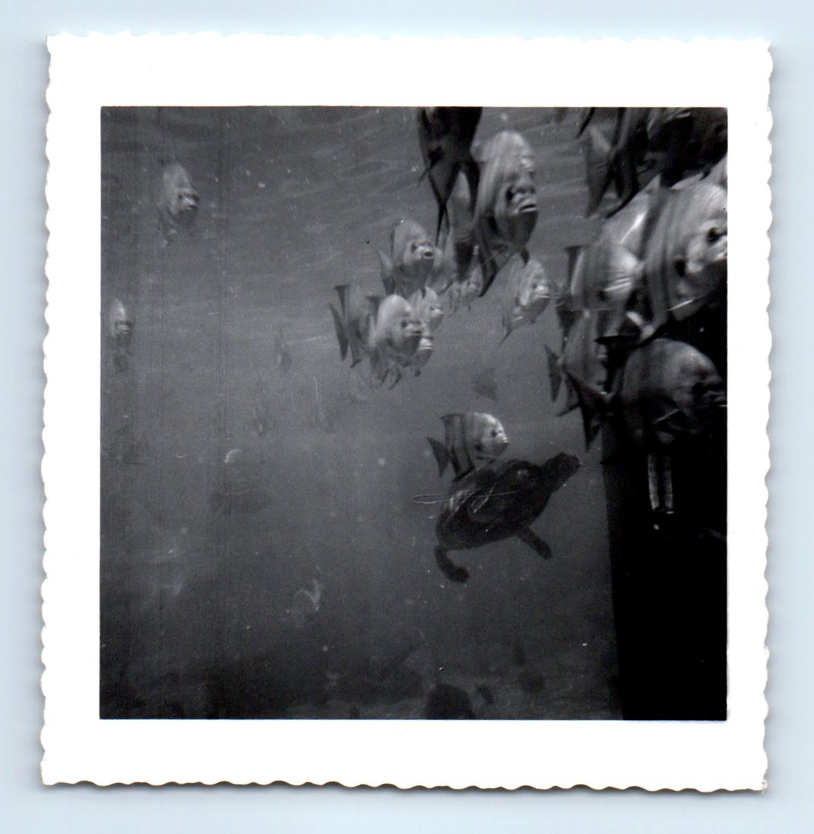 Old Vintage Square Photo ABSTRACT AQUARIUM SCHOOL OF FISH ORIGINAL PHOTOGRAPH