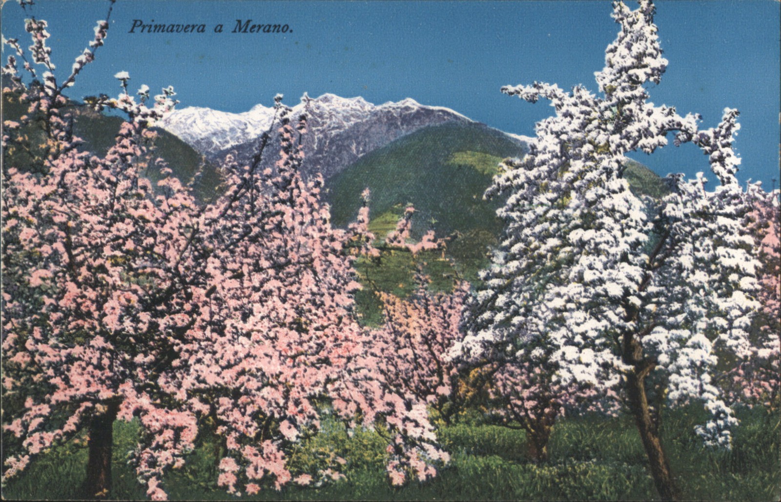Merano, Italy Primavera Merano-Spring Blossoms & Mountains Chrome Postcard
