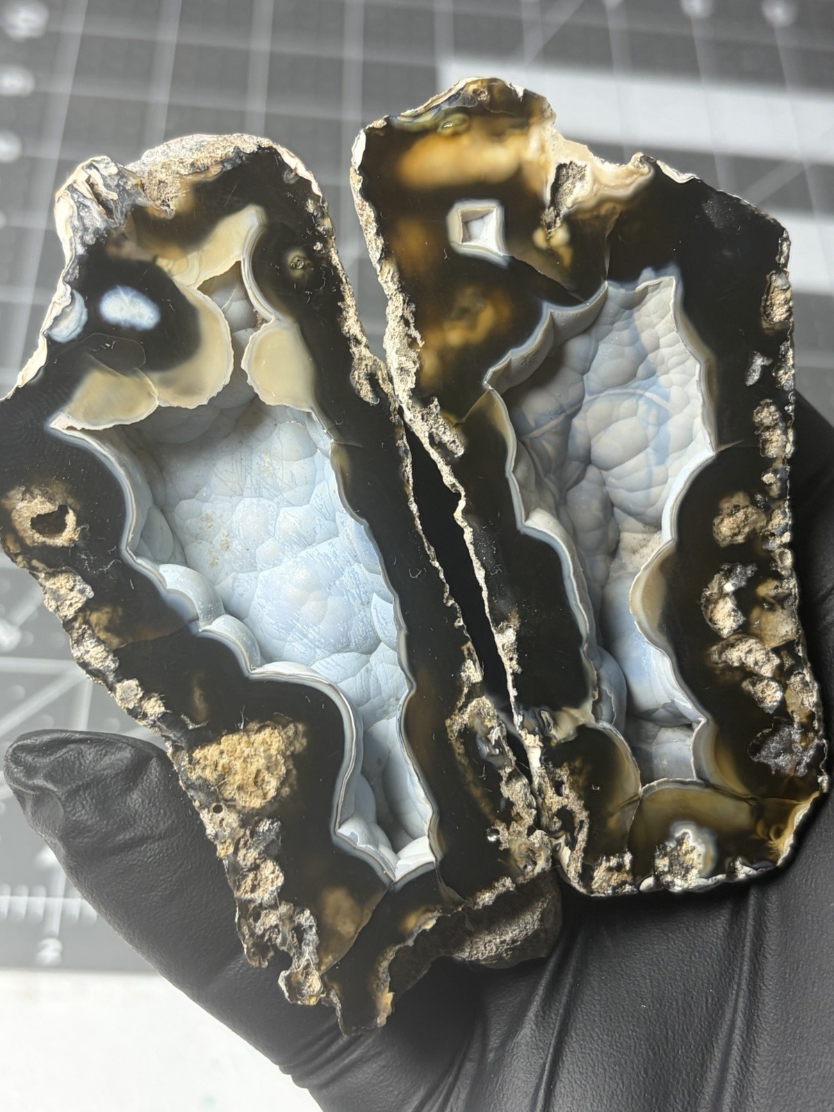 Rare Agatized Coral Tampa Botryoidal UV Reactive Agate Banded Polished  