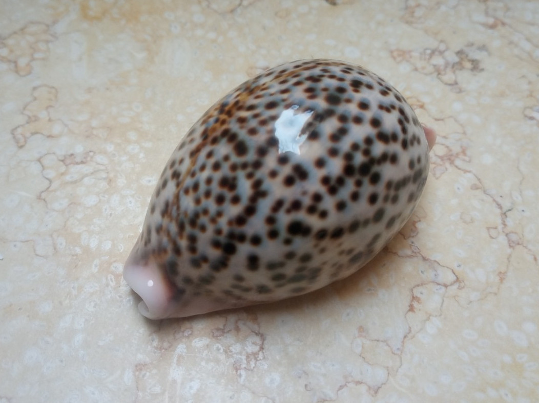 cypraea pantherina GEM red sea shell super natural F++++ 83.2mm glossy nice dots