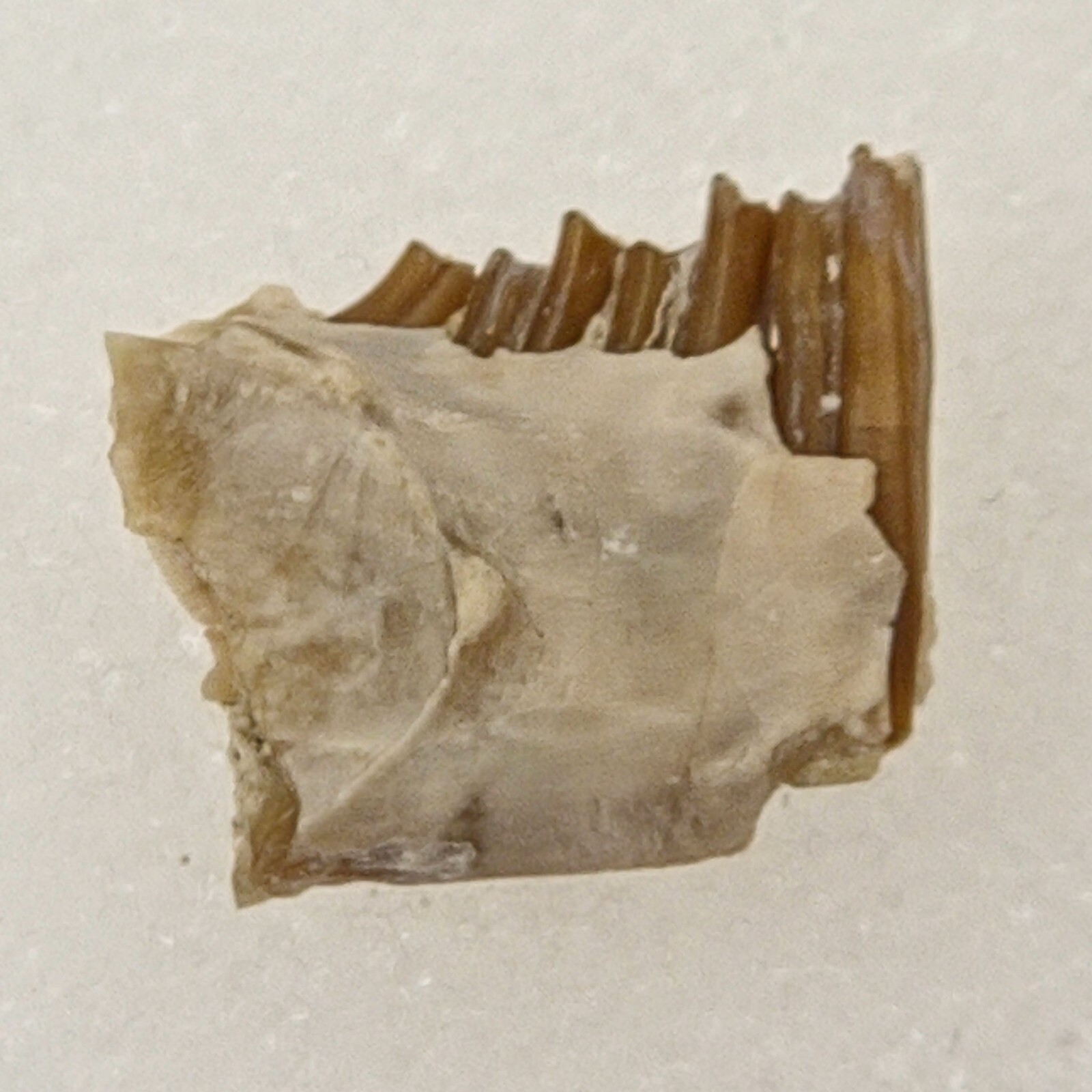 Palaeolagus Jaw Fossil - Rabbit - White River Group - Brule Fm. - Crawford, NE