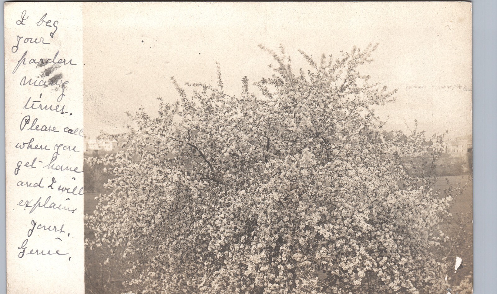 ROSE TREE? kingfield me real photo postcard rppc maine flower plant beauty