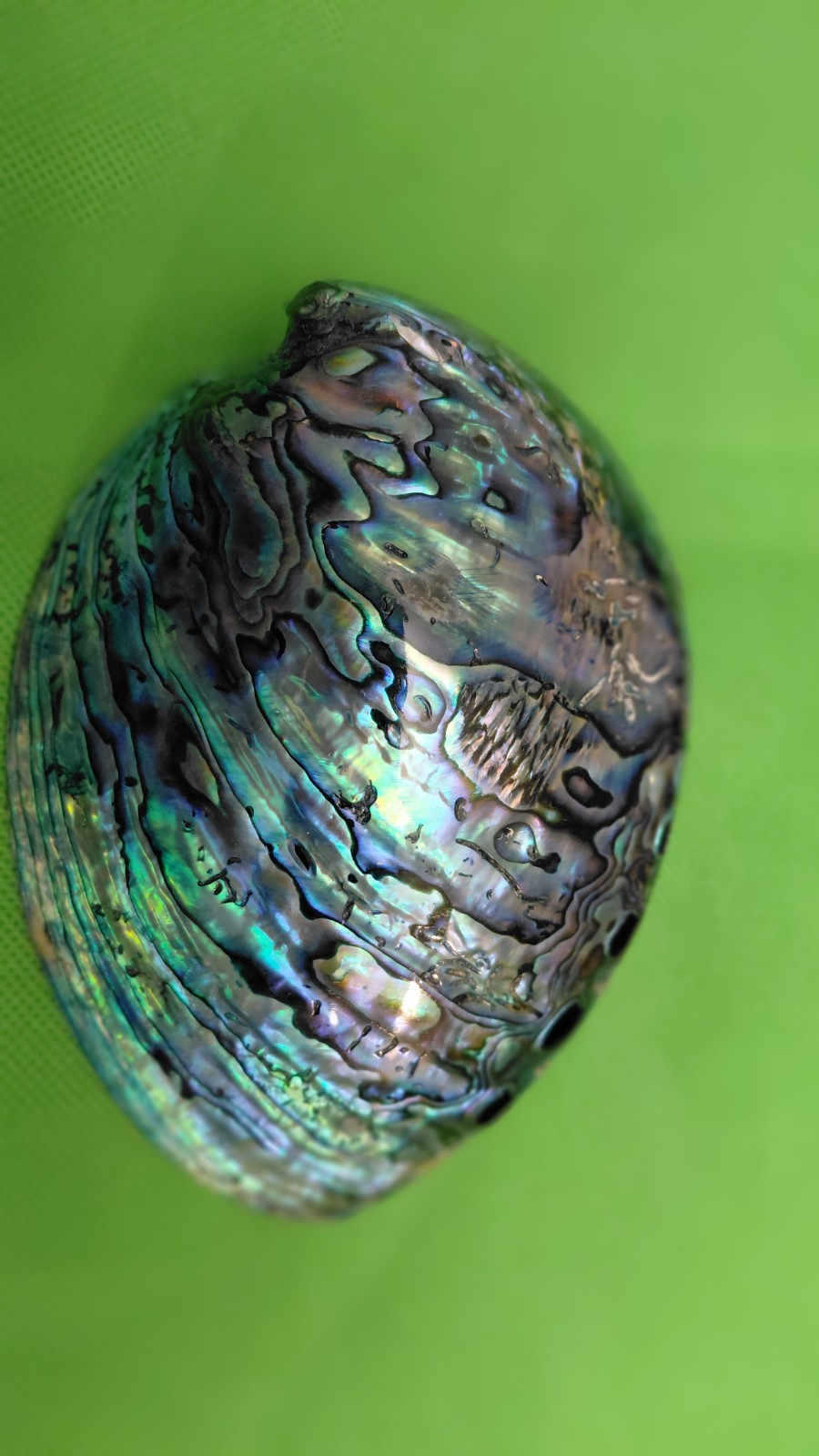 Abalone Shell From New Zealand Known As Paua
