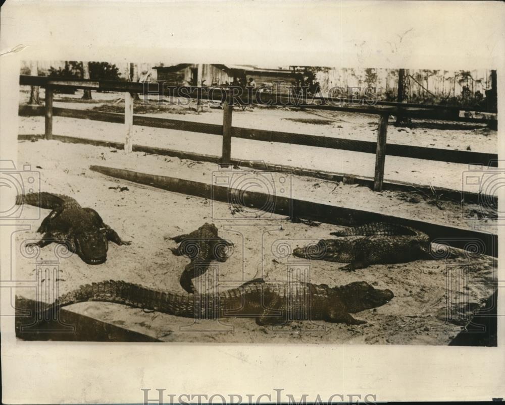 1928 Press Photo Alligators at Seminole Indian camp in Florida