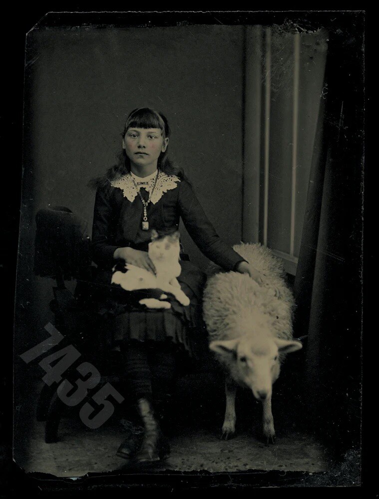 Wonderful Antique Tintype Girl + PET SHEEP & CAT