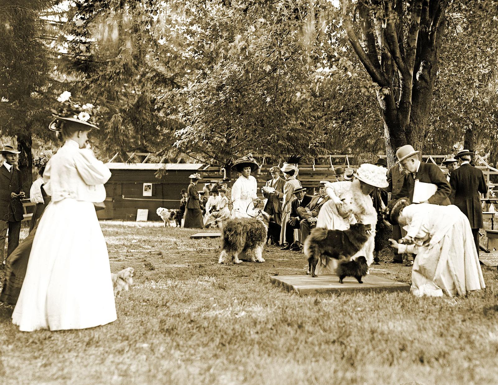 1908 Judging Chows & Pomeranians, Dog Show Vintage Old Photo 8.5\