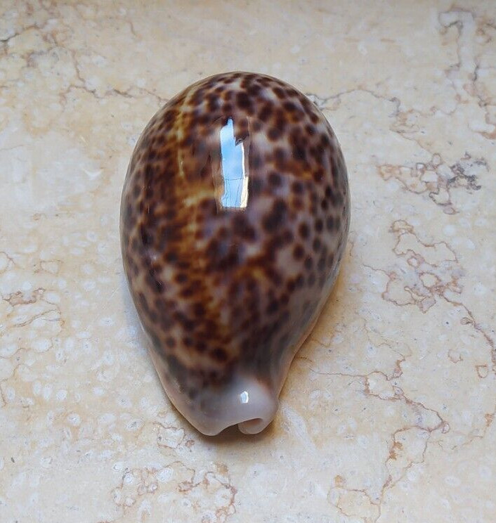 F Cypraea pantherina nice color red sea shell natural glossy F++++F+++ 92.5mm