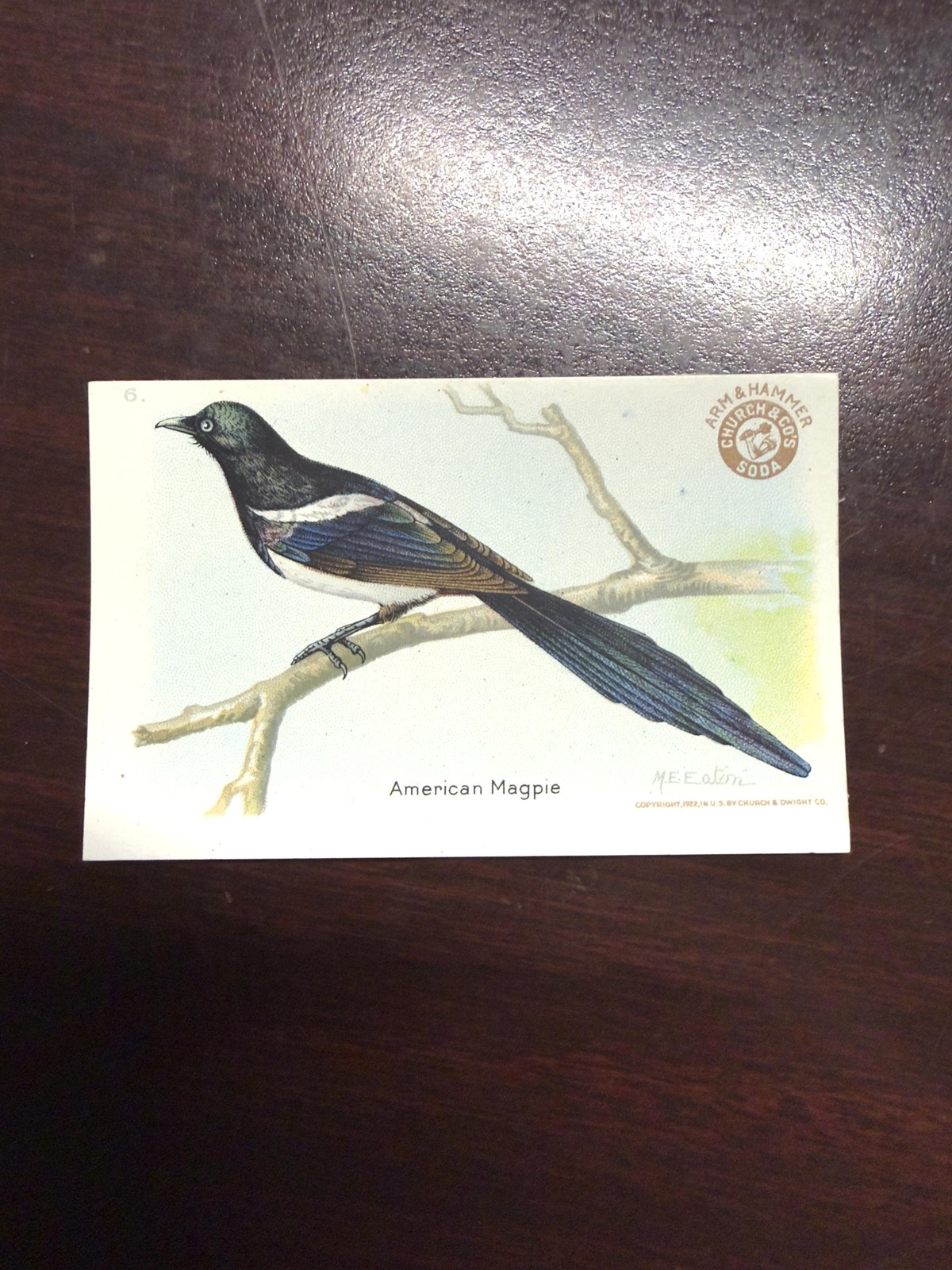 Church & Dwight Useful Birds of America Third Series #6 American Magpie