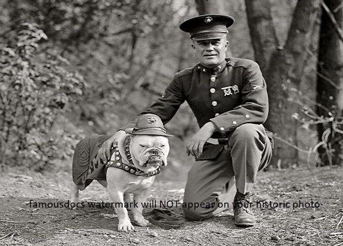 First Marine Corps Mascot Dog PHOTO Sgt Major Jiggs, Bulldog USMC WWI 1925