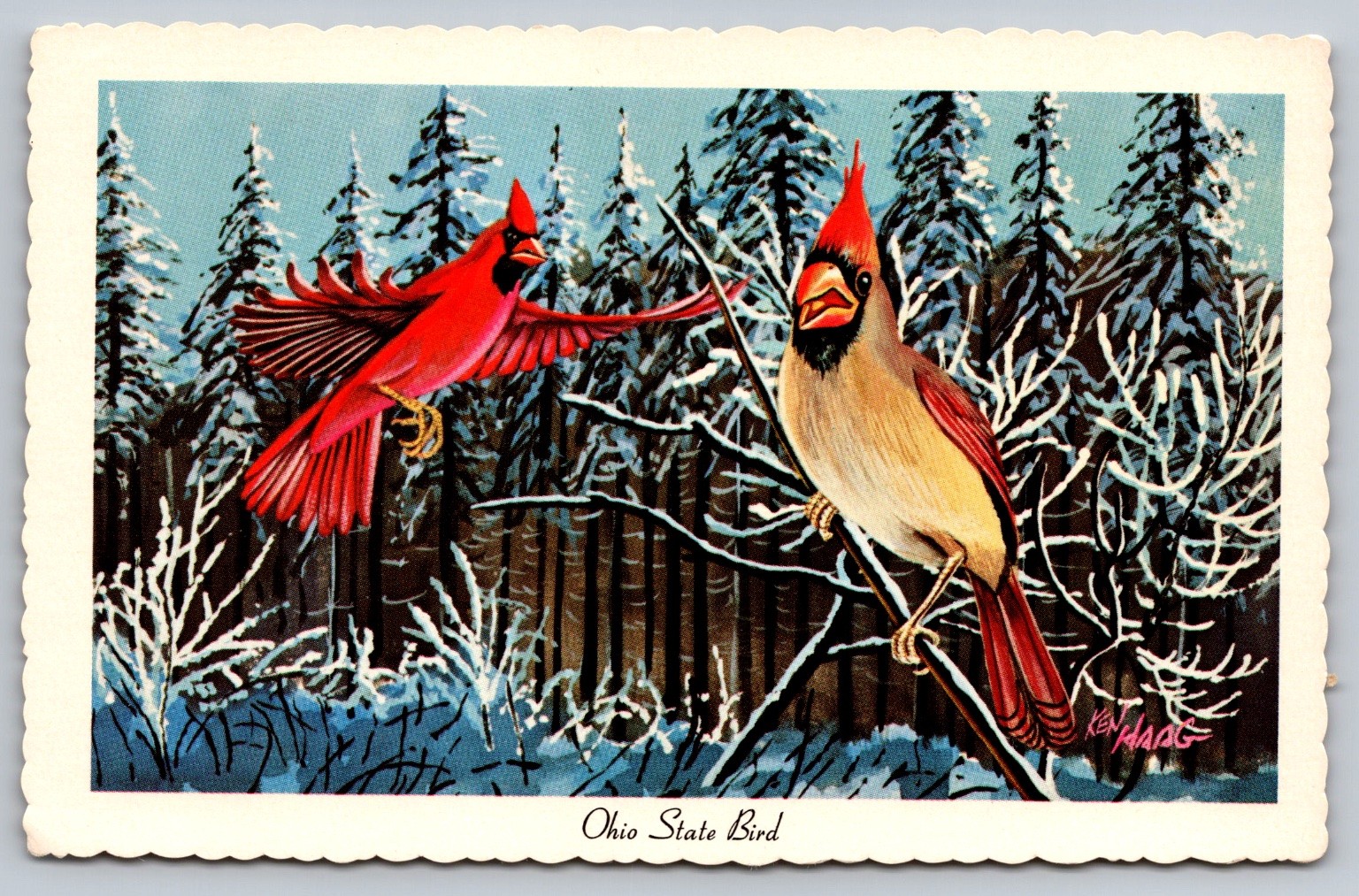 1967 Ohio State Bird Cardinal Winter Art Postcard by Ken Haag Unposted