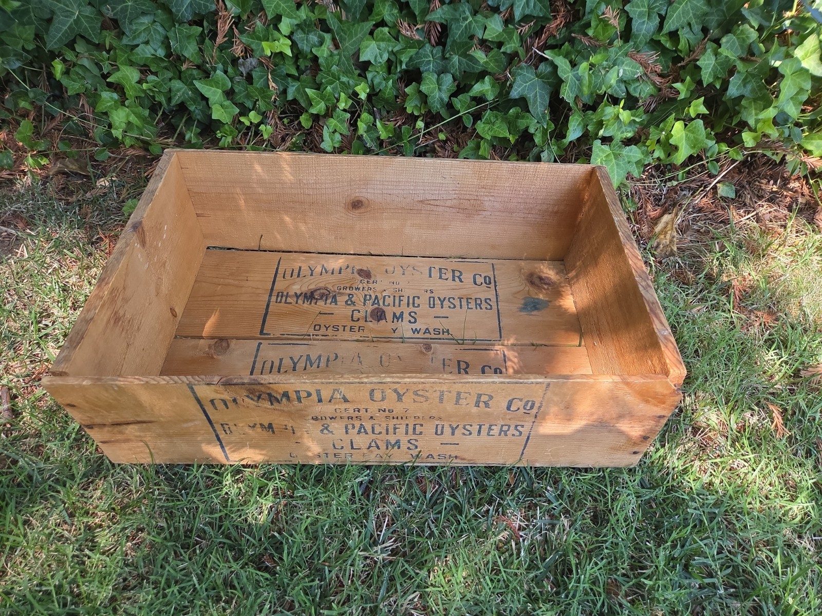 Antique Wood Box OLYMPIA OYSTER Co CLAMS PACIFIC OYSTERS Oyster Bay Washington