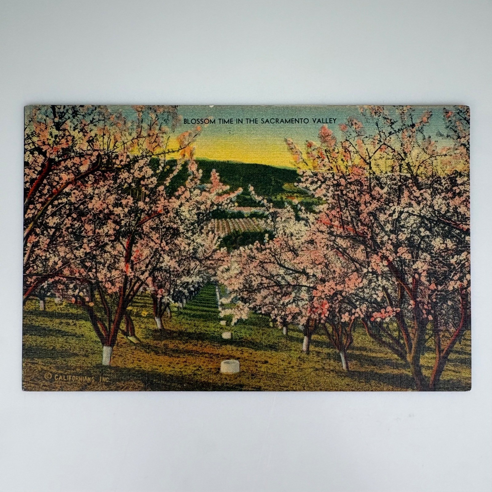 Vintage Blossom Time Sacramento Valley Scenic Linen Postcard