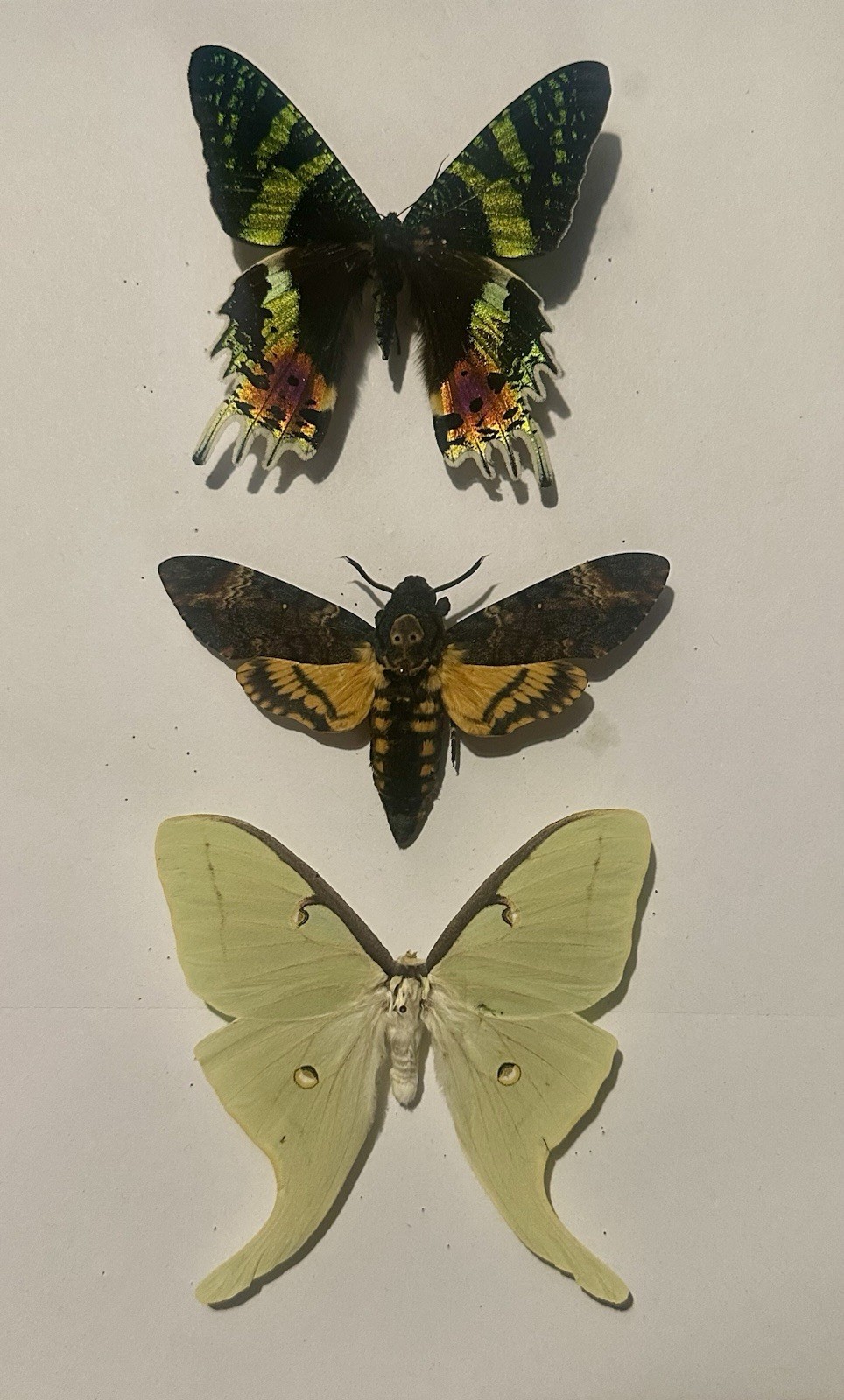 The BIG three (in my opinion). a. luna, a. atropos,      c. rhipheus mounted