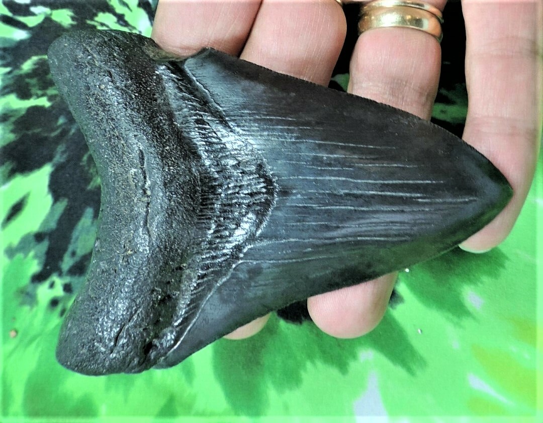 4 INCH REAL MEGALODON SHARK TOOTH BIG FOSSIL GIANT GENUINE SERRATED TEETH MEG