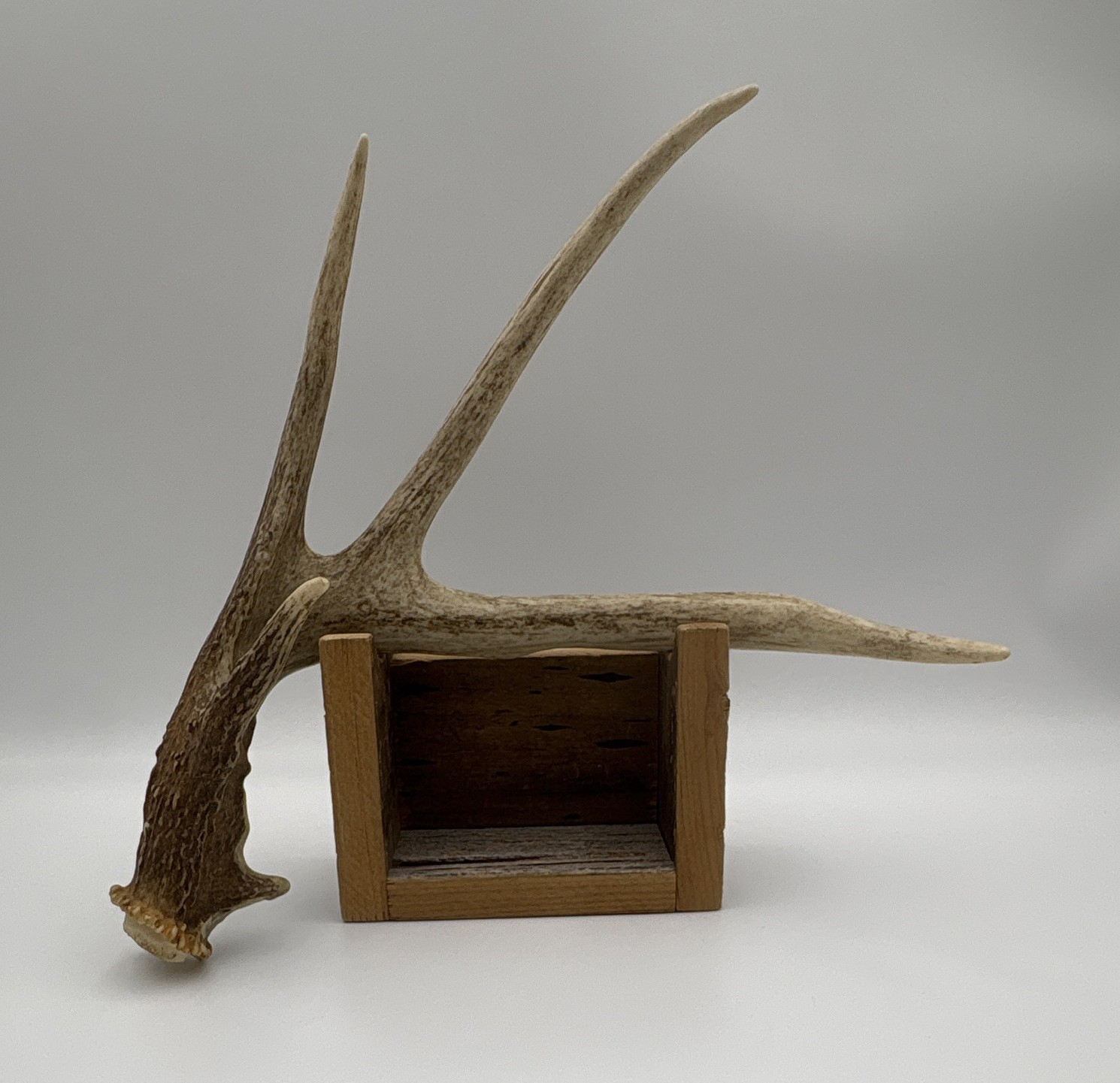 Very Cool Shaped Deer Antler Shed Outdoors Rustic Decor Cabin Man Cave