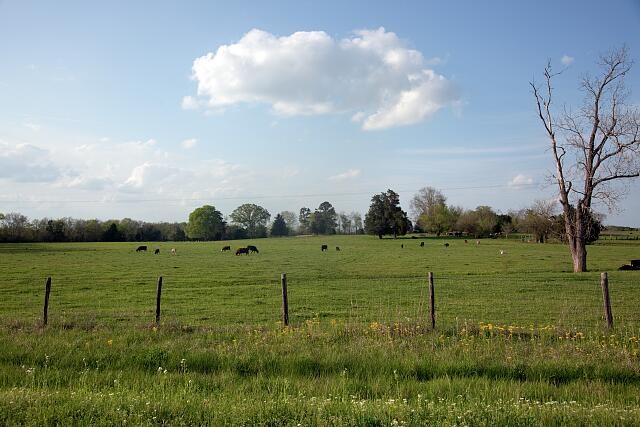 Photo:Rural Alabama 2010 Spring Pasture Cattle Field Landscape