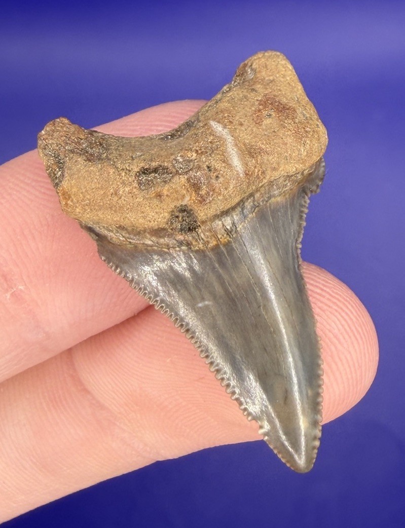 Deformed Pathological Angustiden Shark Tooth Fossil 1.35” Megalodon Ancestor)