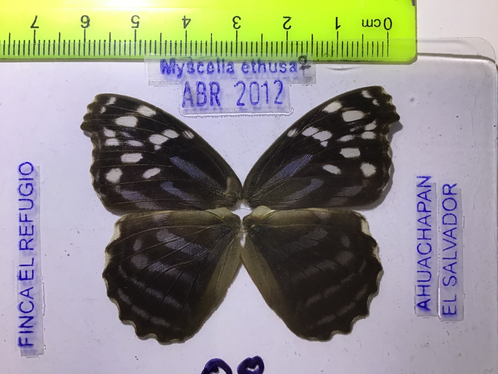 ELS 08 A/A+  FEMALE  Myscelia ethusa  Ex-pupae El Salvador