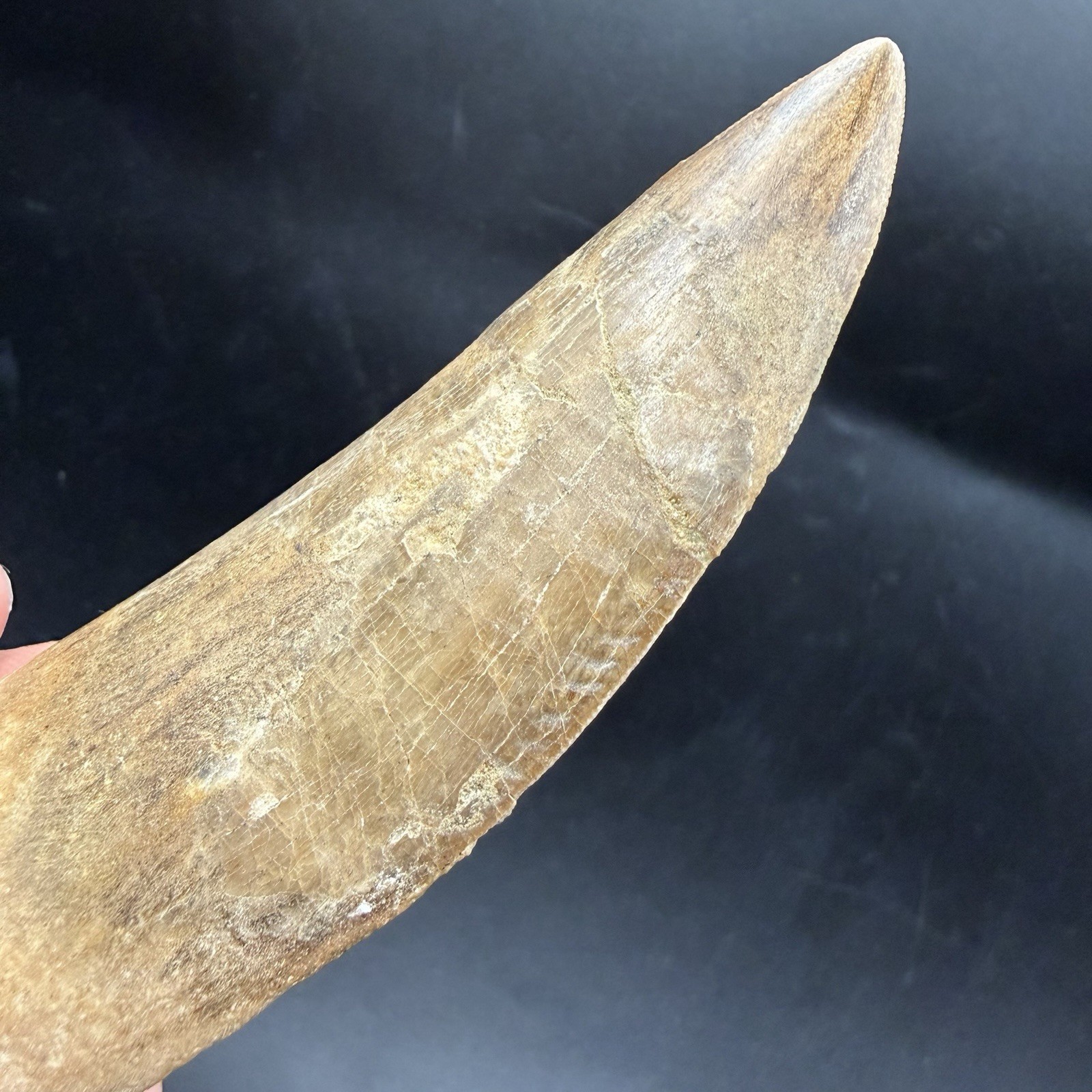 T Rex Cousin -  HUGE Charcharodontosaurus DINOSAUR TOOTH FOSSIL 3.84” REAL