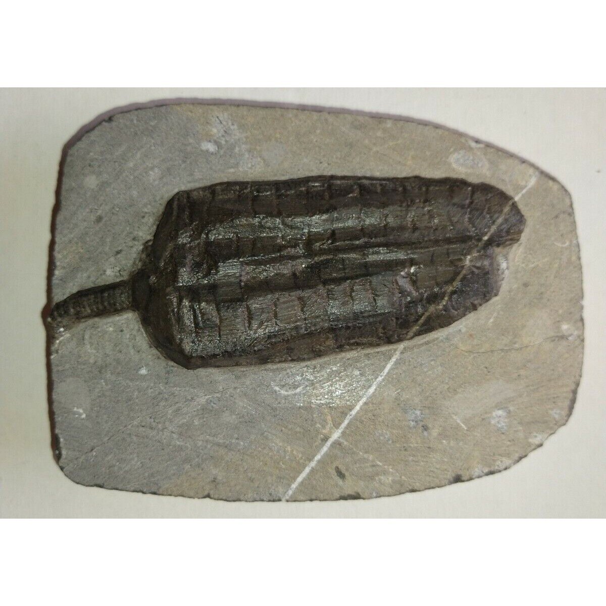 EXTINCTION- Cupressocrinus CRINOID FOSSIL  - TOP QUALITY