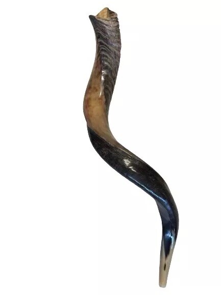 Shofar Yemenite Kudu Horn 27”-31”(70-80cm) Half Polished Kosher USA