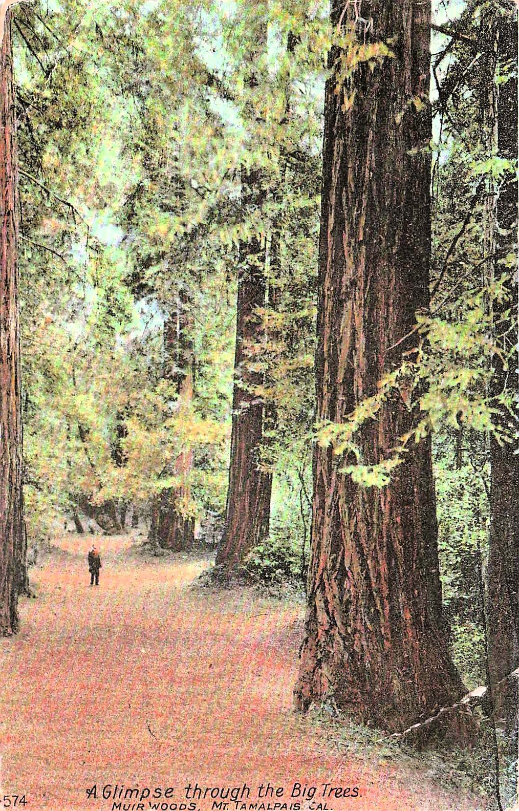 Muir Woods to Mount Tamalpais National Monument California Vtg Postcard 40A