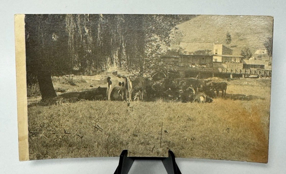McDonalds Mill Virginia Photograph Cattle Meadow Saw Mill Pre-1920 Scene