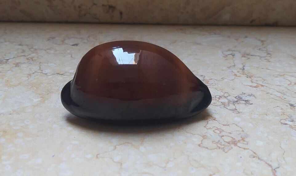 F cypraea exusta dark rare red sea shell GEM 66.1mm F++++ super natural glossy