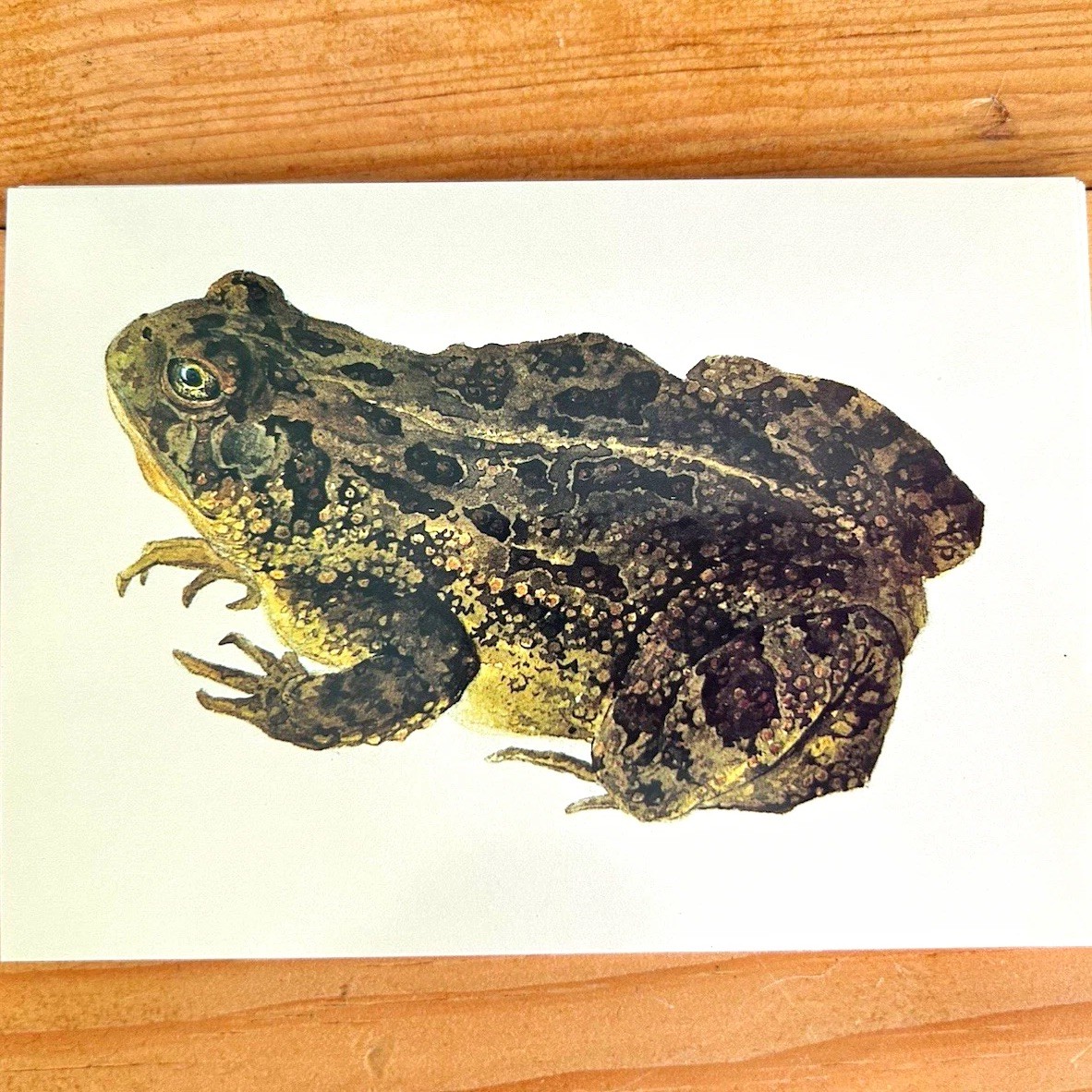 Karl Bodmer Frog Postcard Divided Back Unposted Joslyn Art Museum