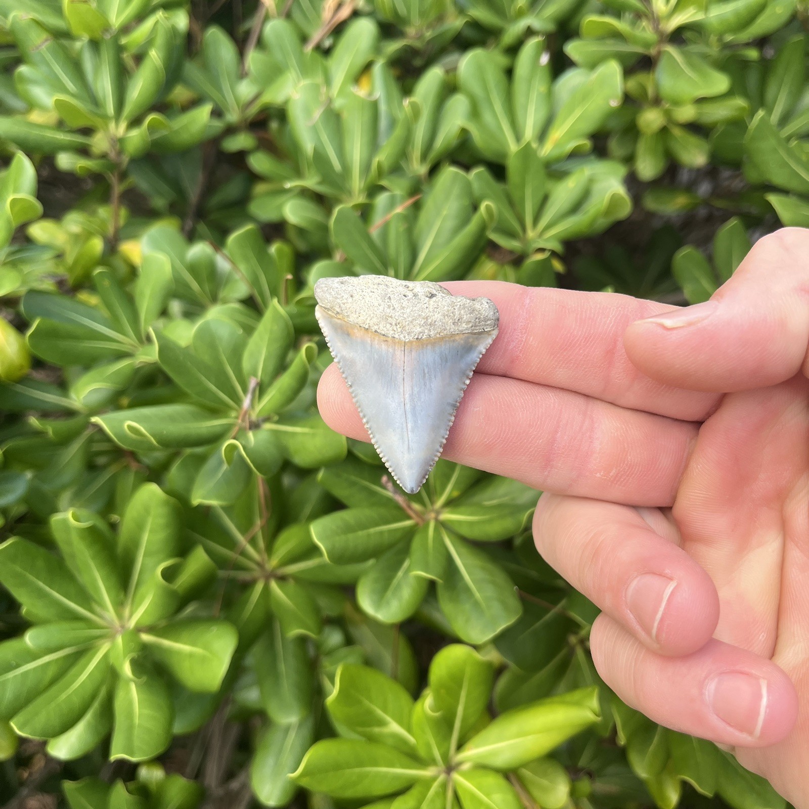 Real Great White Shark Tooth 1.79” Fossil