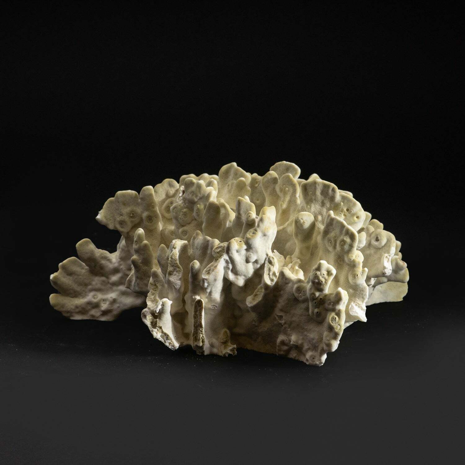 Natural Green Fire Coral (4.5\