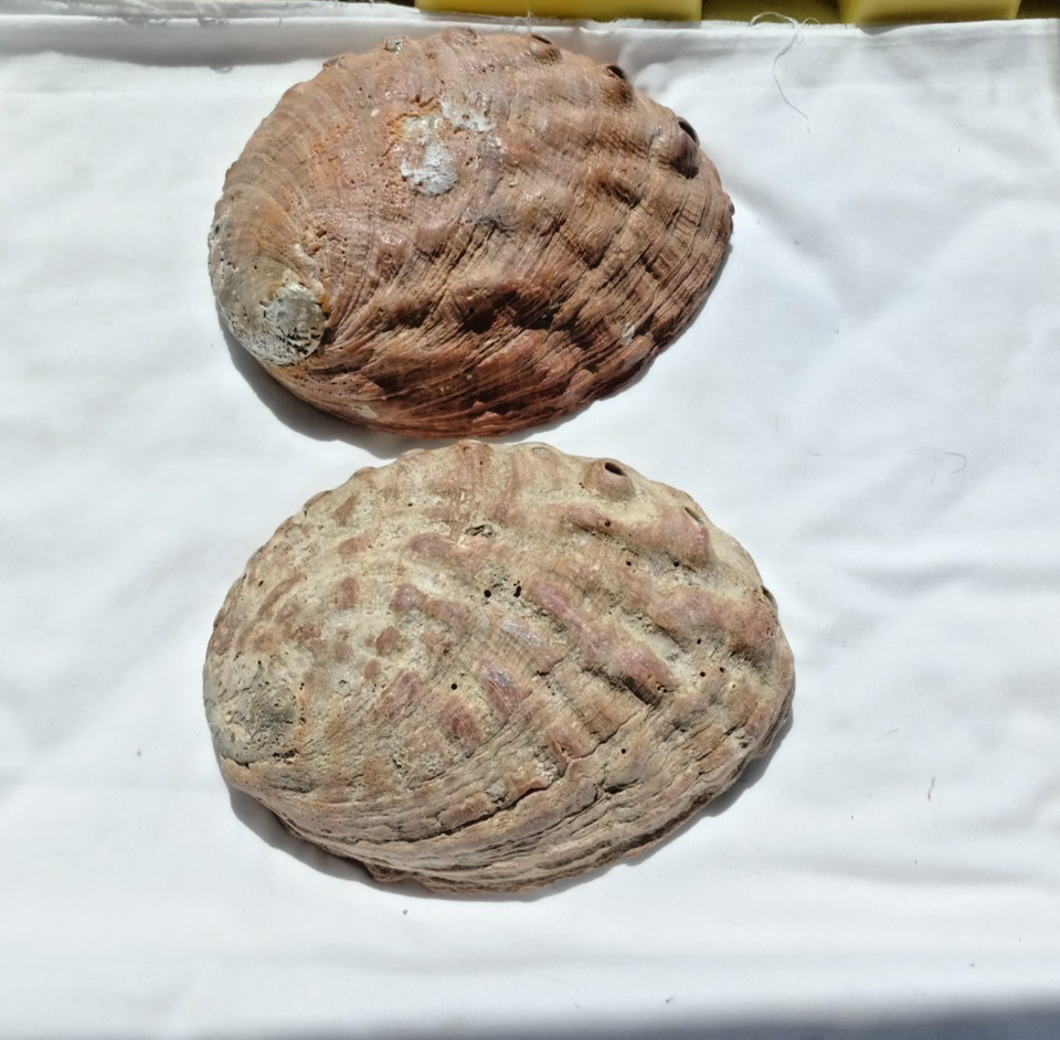 Pair Large Raw Pink Abalone Shells Natural Mother of Pearl Craft Grade 9\