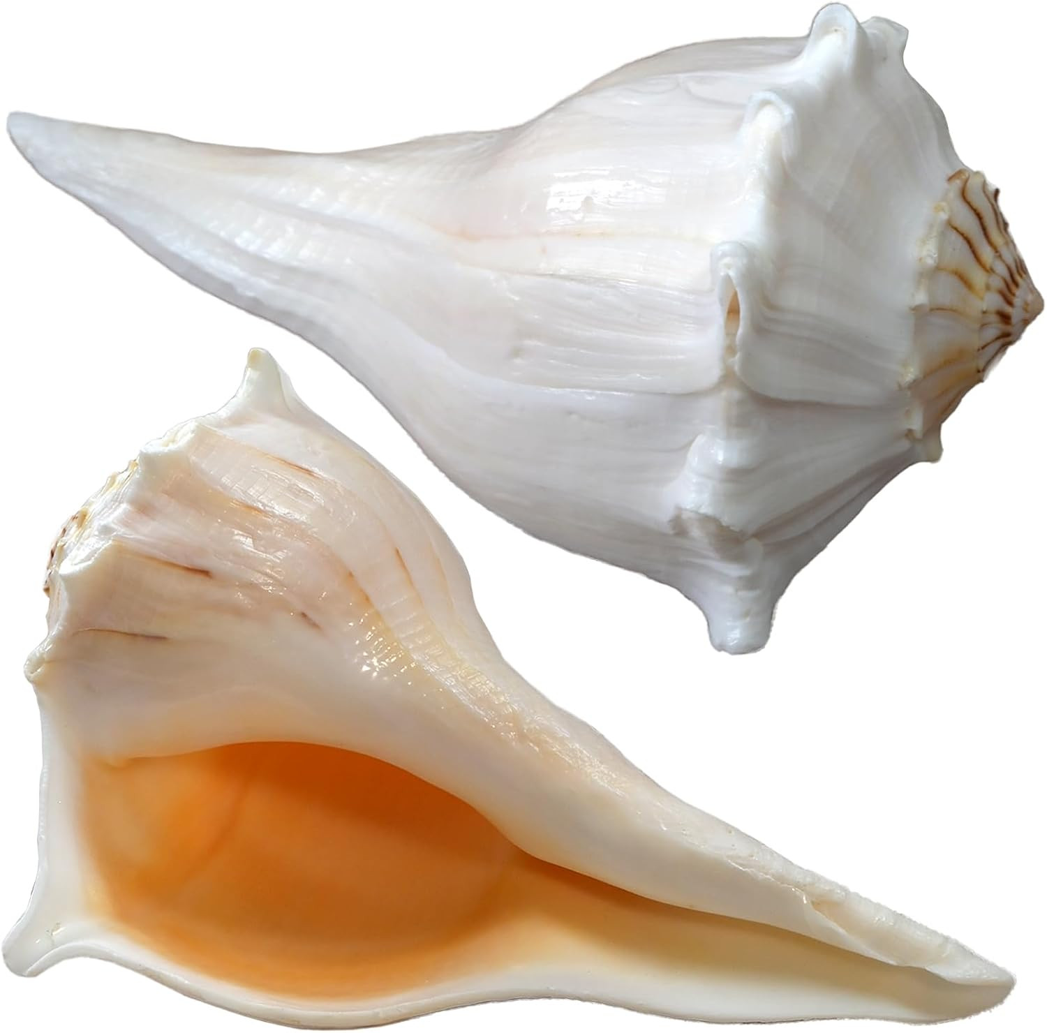 2Pcs Large Conch Shell for Home Decor, Big Natural Seashells, 7-9 Inch