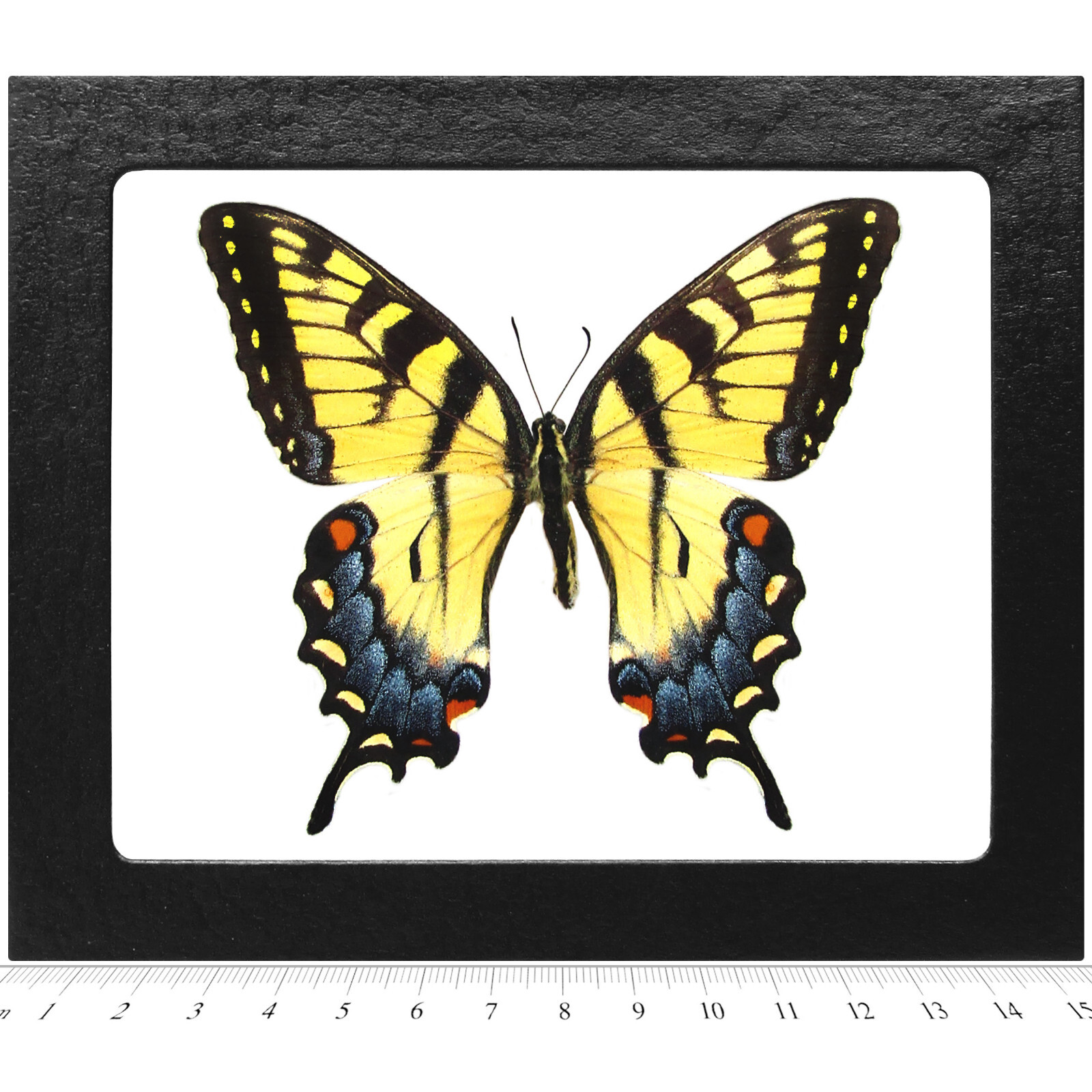 Papilio glaucus FEMALE yellow black striped swallowtail butterfly Indiana FRAMED