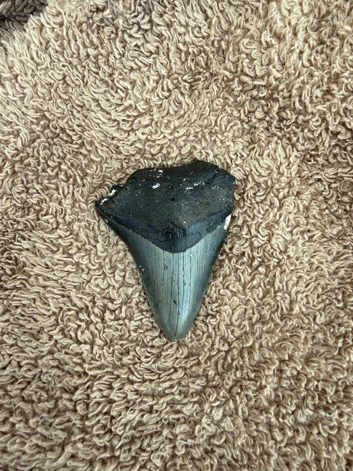 Real Megalodon Shark Tooth 3.10” Big Fossil Shark Teeth From NC