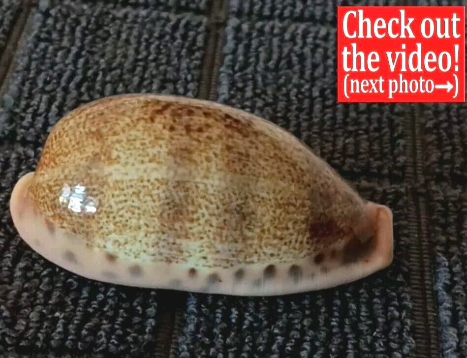 Cypraea caurica f. elongata #1  55.7mm GIANT GORGEOUS BEAUTY from Zanzibar