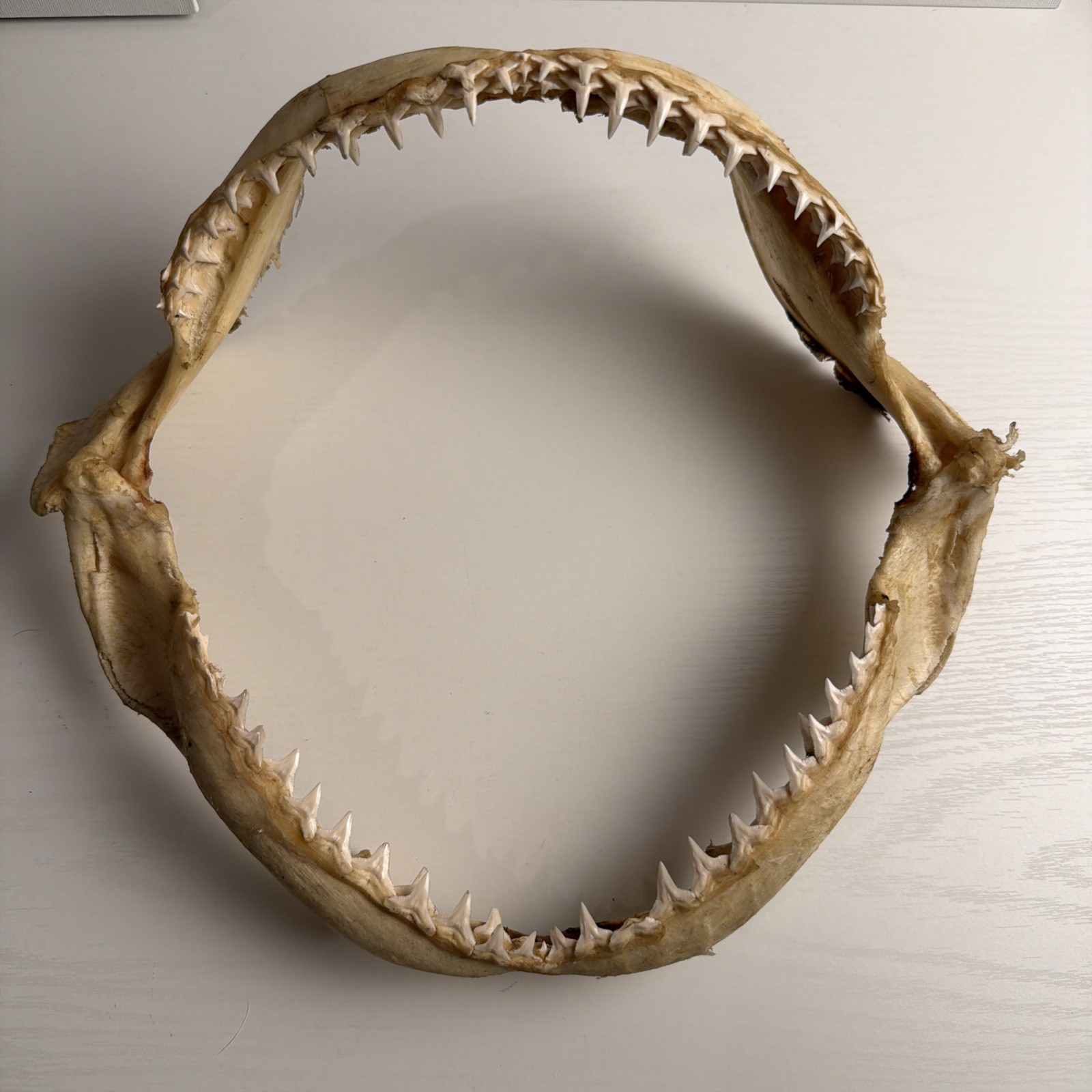 Vintage Real Shark Jaw - Natural Bone - Display Collectible