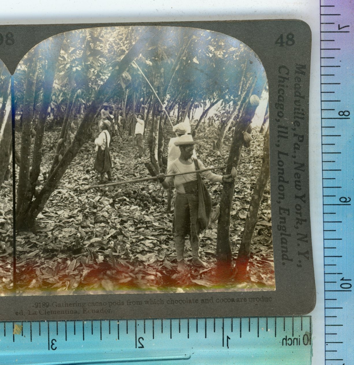Gathering Cacao Pods La Clementina Ecuador Keystone Stereoview