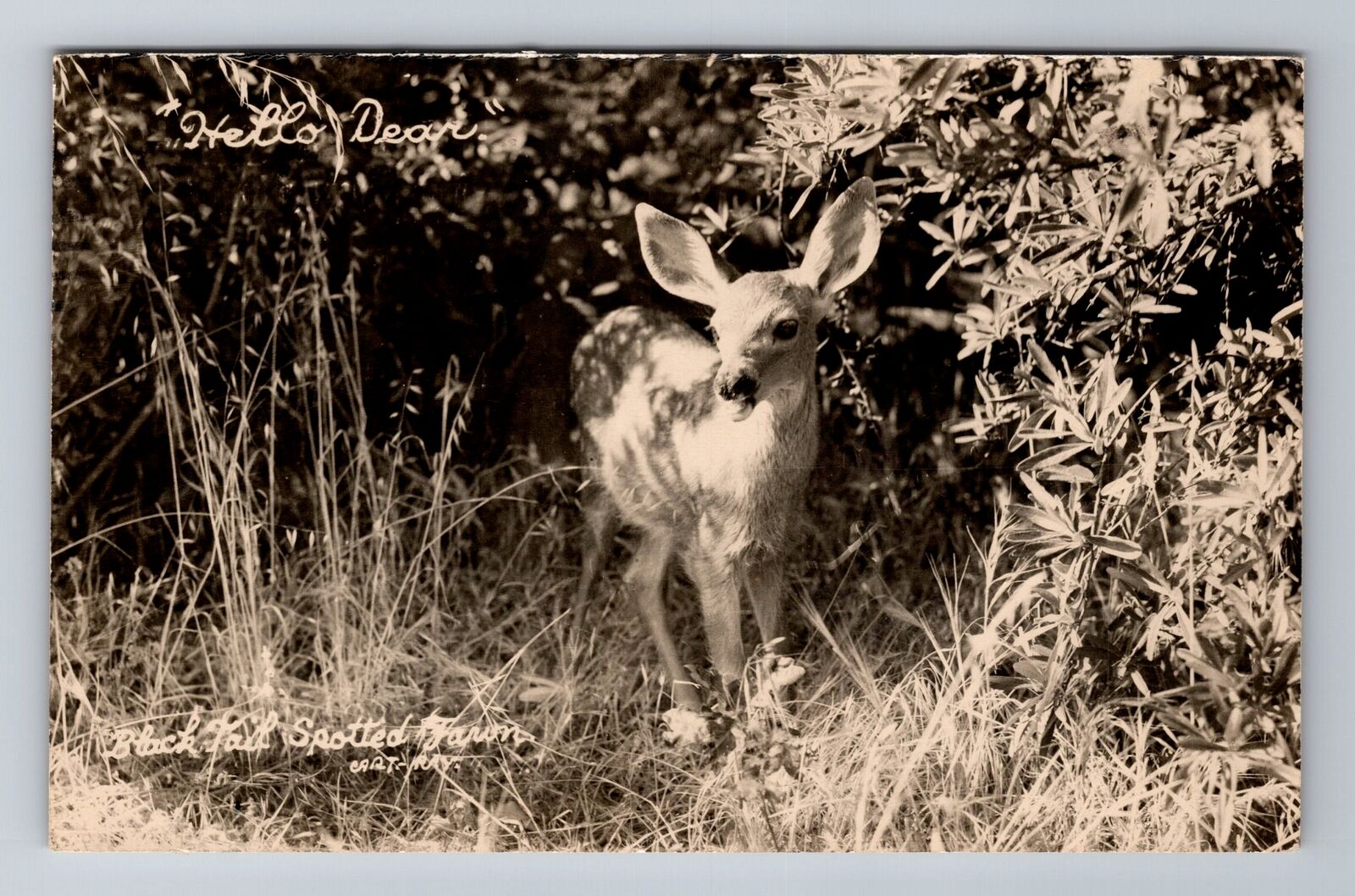 Black Tail Spotted Fawn, Hello Deer RPPC, Antique, Vintage c1950 Postcard