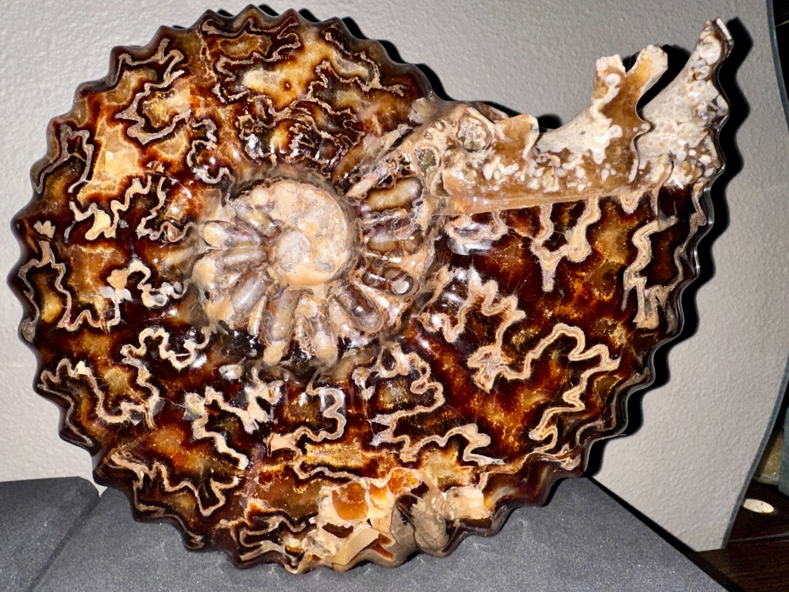 13.03 lb. 5910 gr.  Ammonite Fossil   #57