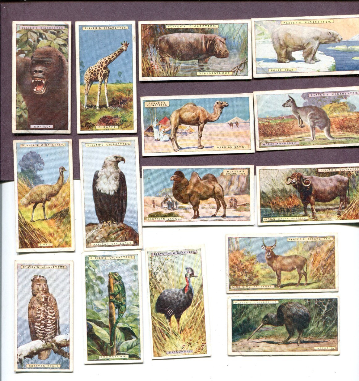 1924 JOHN PLAYER & SONS NATURAL HISTORY 15 DIFFERENT TOBACCO CARD LOT ANIMALS