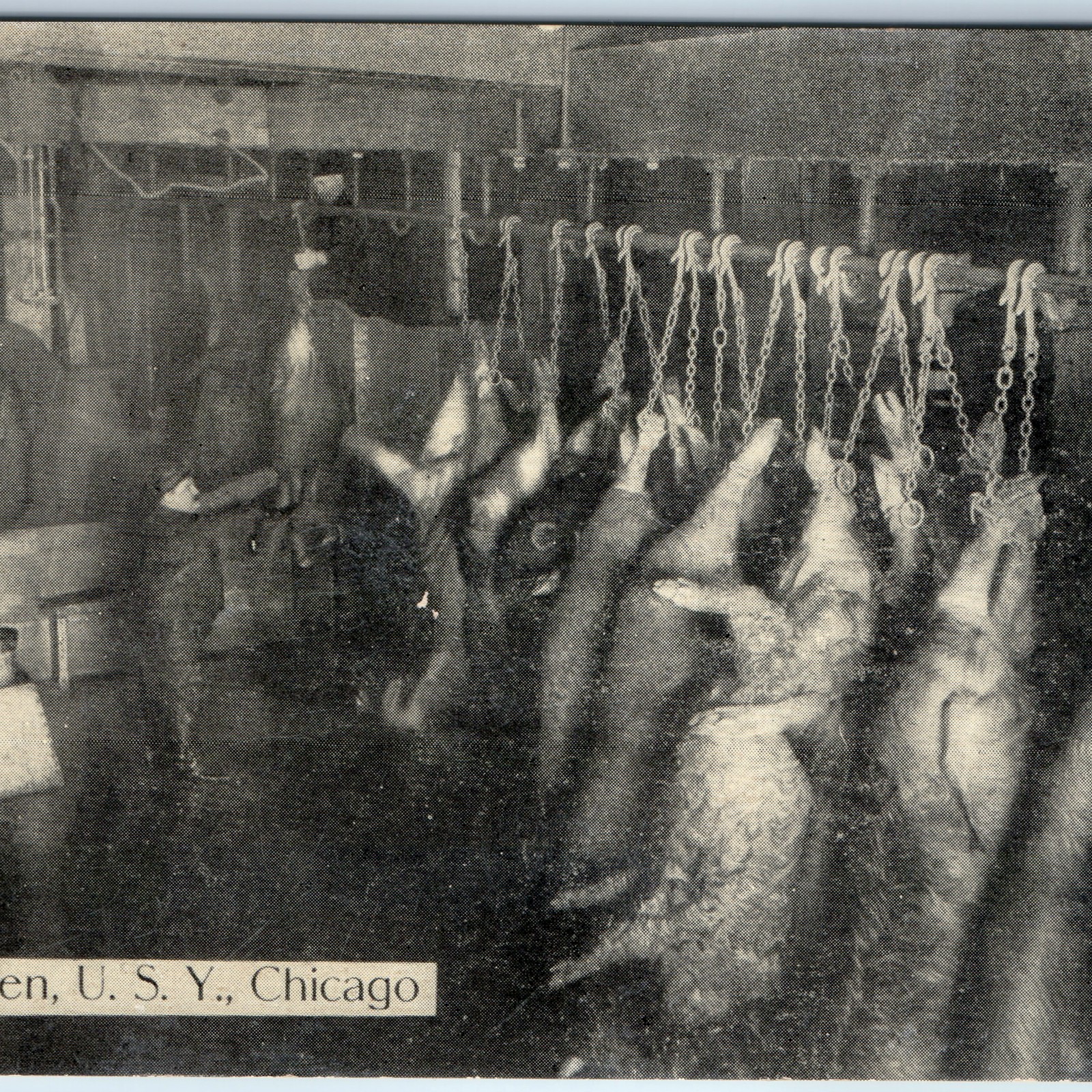 c1910s Chicago IL Union Stock Yards RARE Postcard Sticking Pen Meat Pig Hog A380