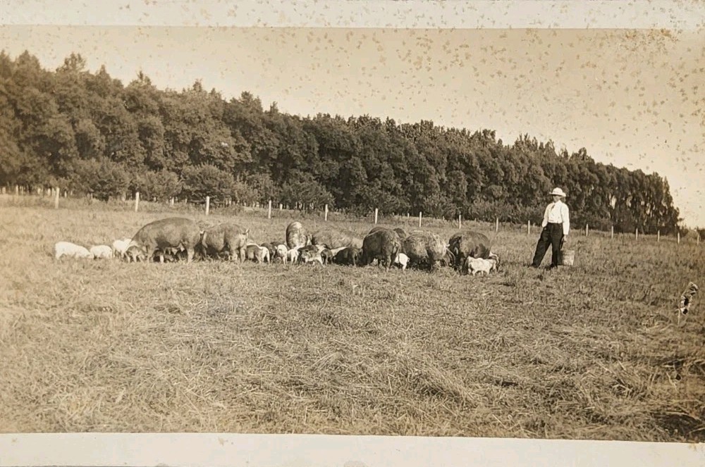 c1922 RPPC - Farmer In His Field Feeding Pigs ~#-9300
