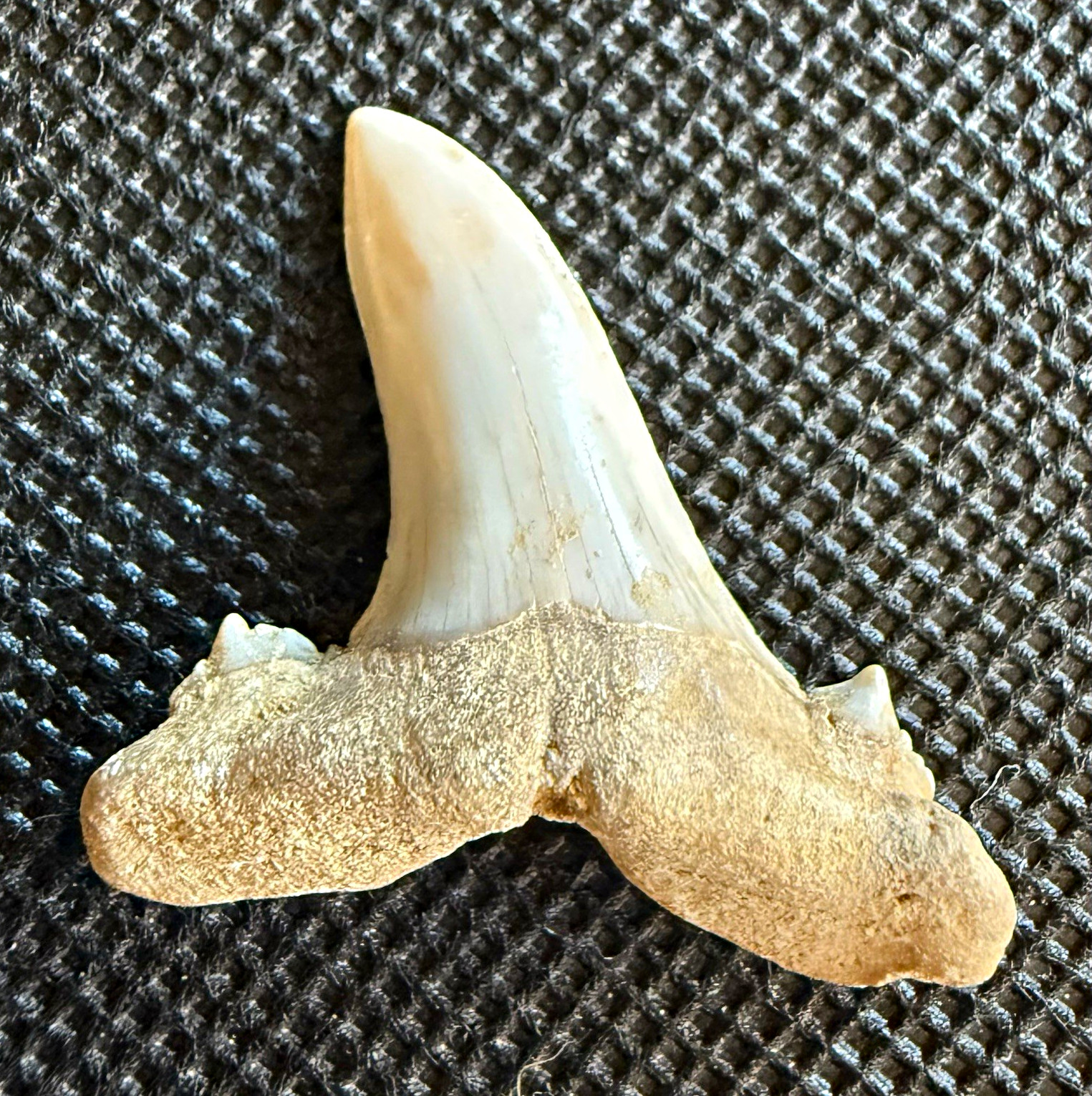 Jaekelotodus trigonalis Fossil Tooth 1.4” – Extinct Sand Tiger Shark – Kazakhsta