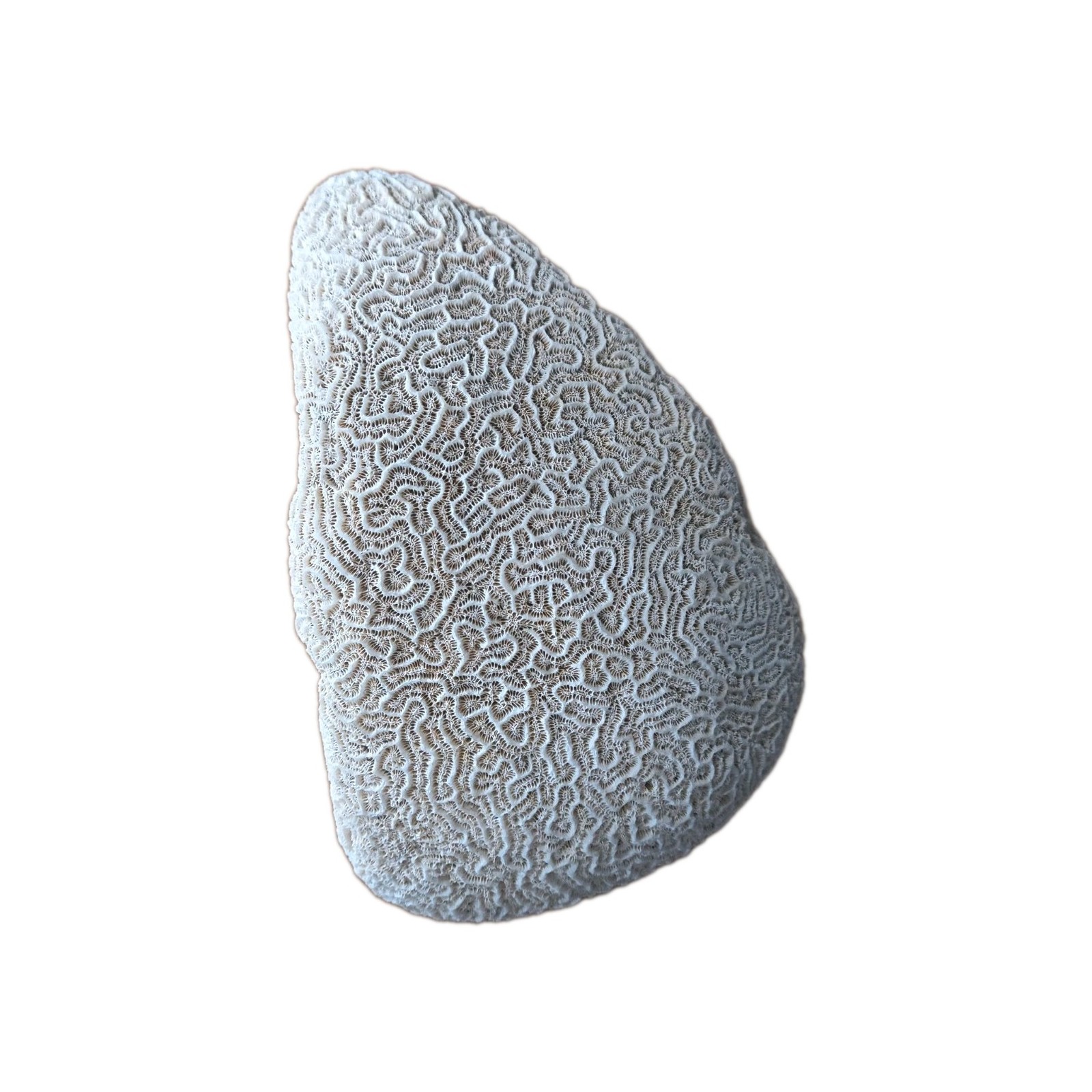 Vtg Large Natural White Brain Coral Shell Specimen Approx. 7x5x2.25 Inches