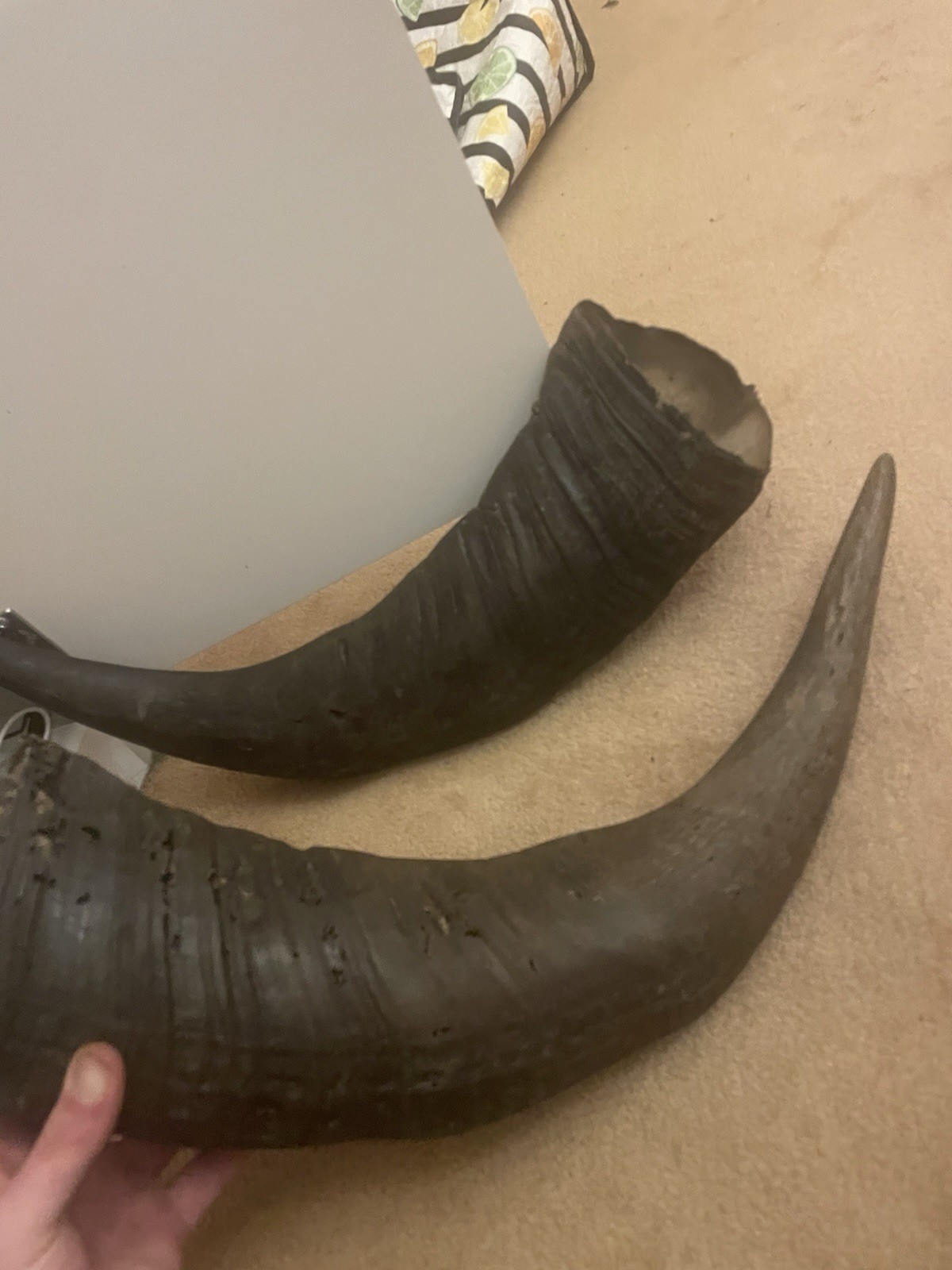 Pair of Large Black Bull Horns - Animal Theme Decorative Horns Set