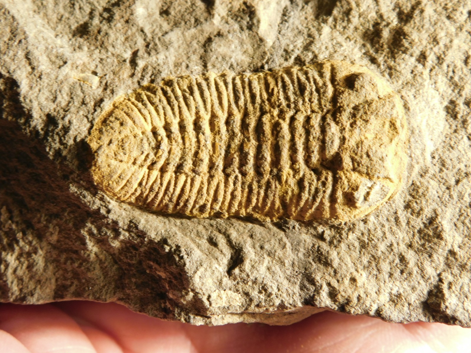 Big 400 Million Year Old Austerops Sp. TRILOBITE Fossil 100% Natural 753gr