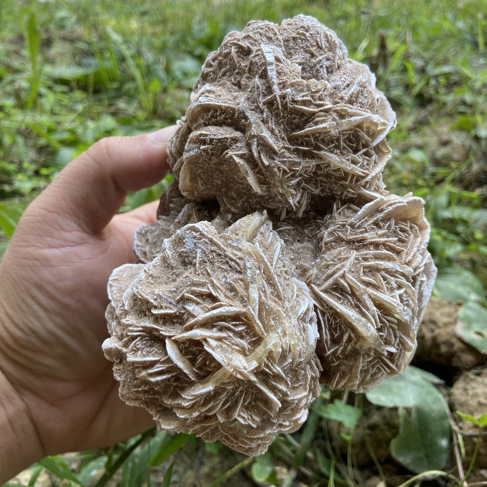 Massive Desert Selenite Rose Cluster 2 Pounds 9.75 Oz Raw Crystal